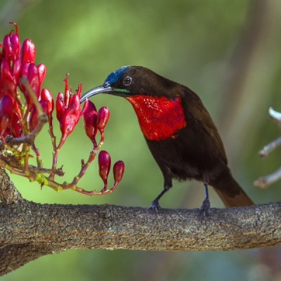 Scarlet-chested Sunbird on a branch in Kruger National Park