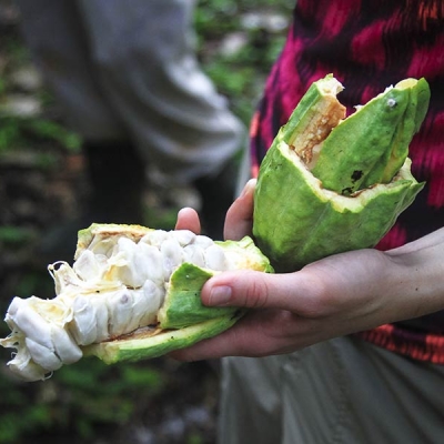 Close-up of a hand holding an opened cacao pod with seeds exposed