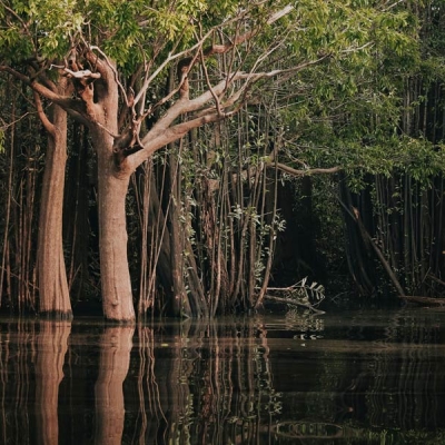 Trees and vines hang over a calm river