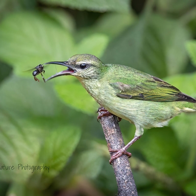 A bird perched on a branch opens its beak toward a flying insect