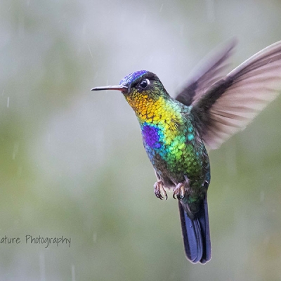 A Fiery-throated Hummingbird in flight surrounded by raindrops