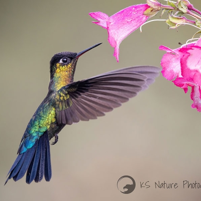 A Fiery-throated Hummingbird in flight approaching a flower