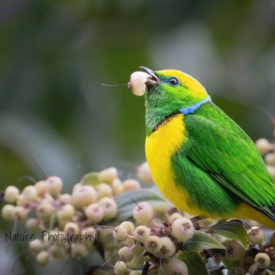 A Golden-browed Chlorophonia eats a berry while perched on a branch surrounded by more berries