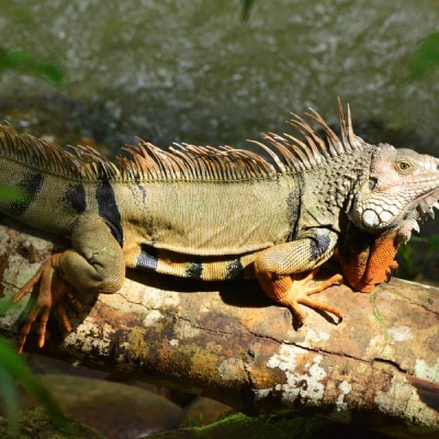 A large green iguana rests on a fallen log