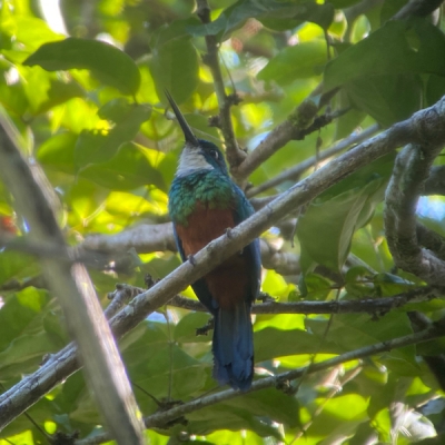 Green-tailed Jacamar on a branch