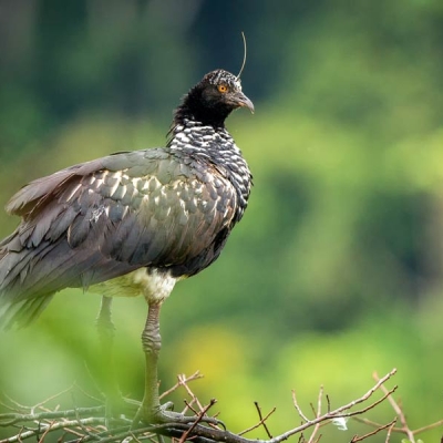 A Horned Screamer bird stands on a nest of sticks and twigs