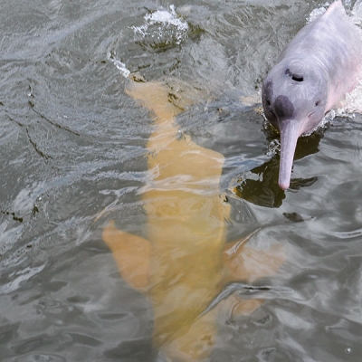 Two Amazon river dolphins in a river, one breaking the water's surface and one swimming just below the surface