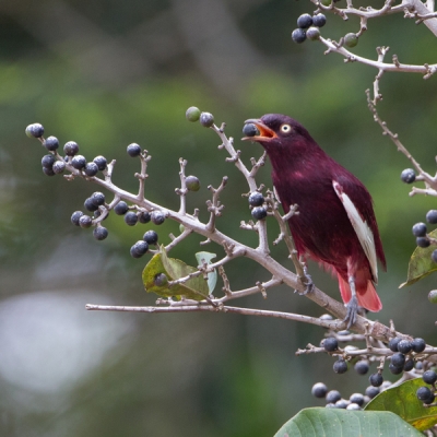 Pompadour Cotinga on a branch