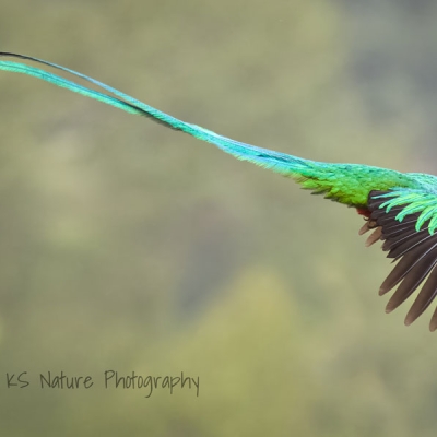 Side view of a flying Resplendent Quetzal with long tail feathers