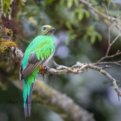 A female Resplendent Quetzal sits perched on a branch