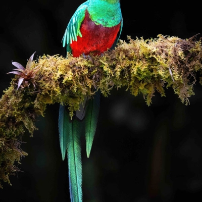 A Resplendent Quetzal sits perched on a mossy branch