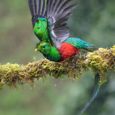 A Resplendent Quetzal stretches its wings while perched on a mossy branch