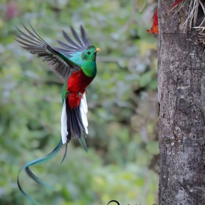 A Resplendent Quetzal in flight with long tail and outstretched wings approaches a tree