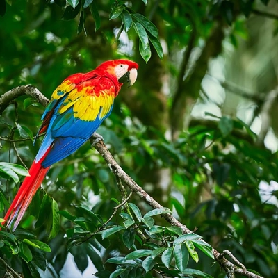 A Scarlet Macaw perched on a tree branch