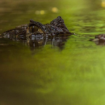The eyes and nostrils of a spectacled caiman rise just above the water's surface