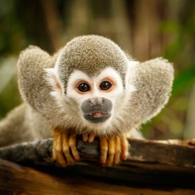 Squirrel monkey