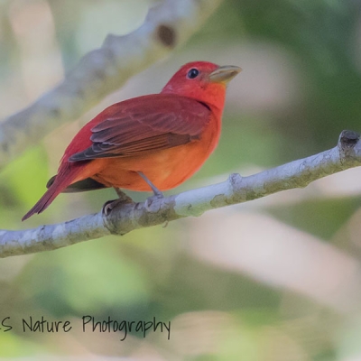 A Summer Tanager perched on a branch