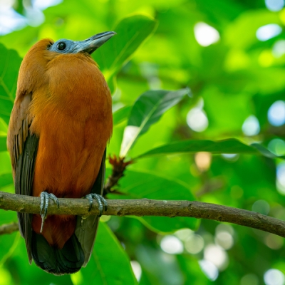 Capuchinbird on a branch