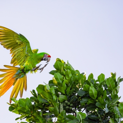 Great Green Macaw flying toward a tree branch in Tortuguero 