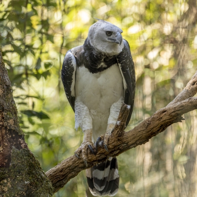 Harpy Eagle perched on a tree branch