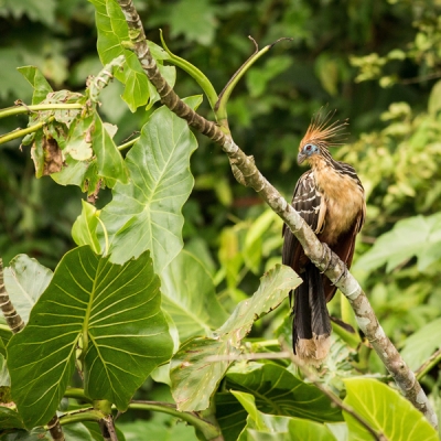 Hoatzin on a branch