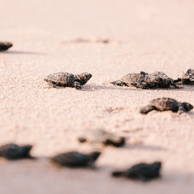 Newly hatched baby sea turtles walking on the sand toward the sea