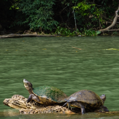 Tropical Slider Turtles floating in Chagres River