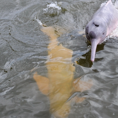 Pink river dolphins swimming in a river