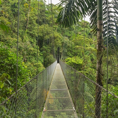 A hanging bridge in the forest with vegetation on either side and below