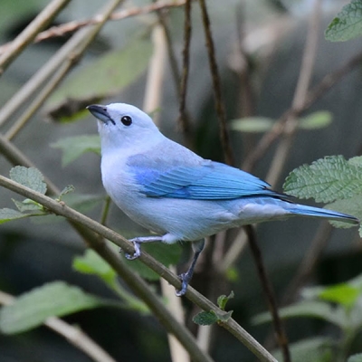A Blue-gray Tanager sits perched on a small branch