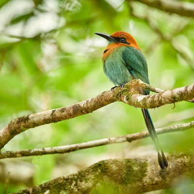 A Broad-billed Motmot with long tail sits perched on a branch