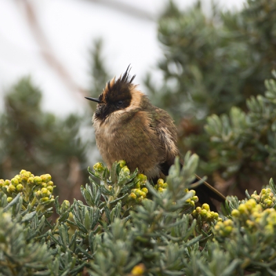 Buffy Helmetcrest nestled in green foliage
