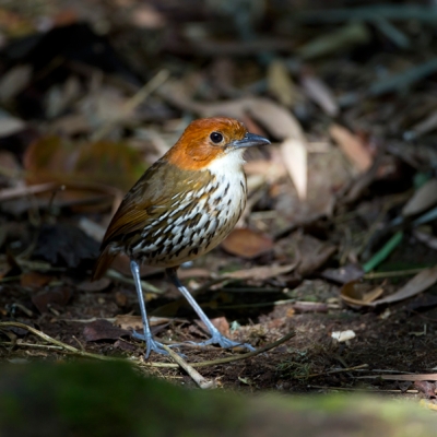Chestnut-crowned Antpitta walking around