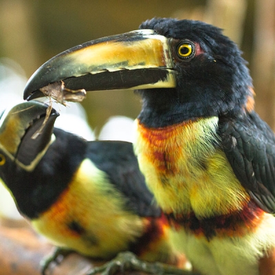 One Collared Aracari looks at another with plant matter in its beak