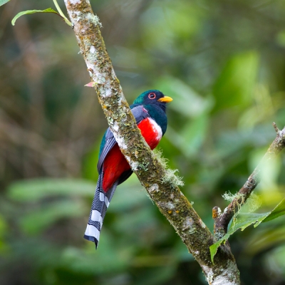 Collared Trogon on a branch