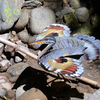 Sunbittern starting to spread its colorful patterned wings