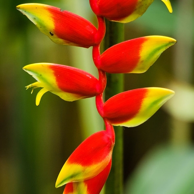 Closeup of a heliconia inflorescence
