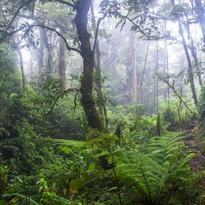 A person wearing a backpack pauses on a forest trail surrounded by trees, ferns, vines, and other vegetation