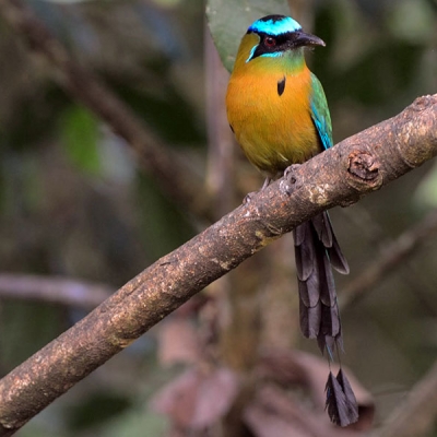 A Lesson's Motmot with long tail sits on a branch