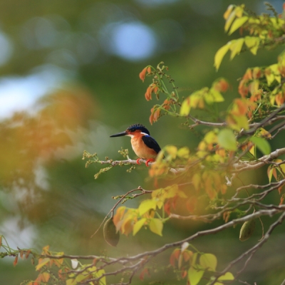 Malagasy Kingfisher on a branch
