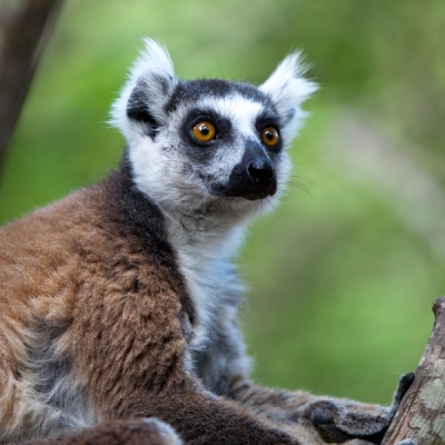 Ring-tailed lemur up close