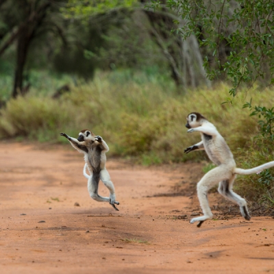 Verreaux's sifakas jumping in Madagascar