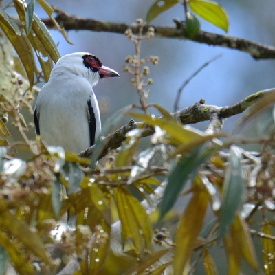Angled view of a Masked Tityra in a tree surrounded by leaves