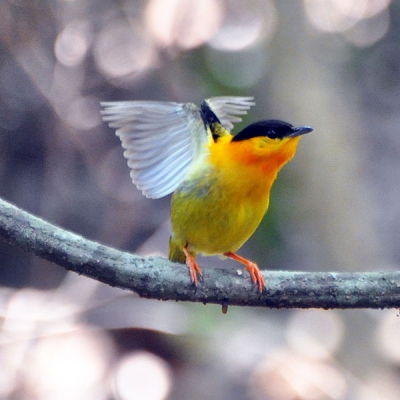 An Orange-collared Manakin perched on a branch extends its wings