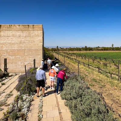 Views of lush vines at Cuna de Tierra Winery in San Miguel de Allende, Mexico