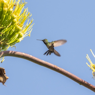 Hummingbird flying at El Charco del Ingenio in San Miguel de Allende, Mexico