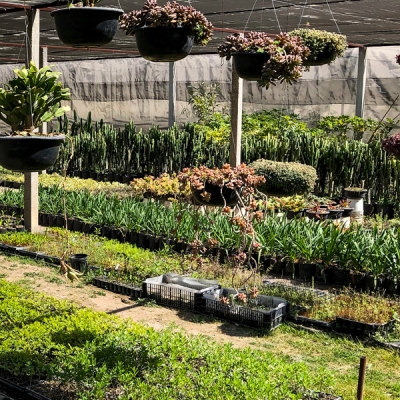 Lush green plants at Vivero La Huerta in San Miguel de Allende, Mexico