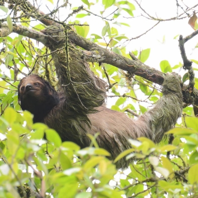 A three-toed sloth hangs from a tree branch surrounded by leaves