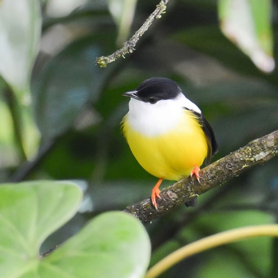 A White-collared Manaking sits perched on a small branch