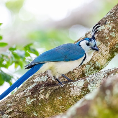 A White-throated Magpie-Jay sits perched in the crook of a tree